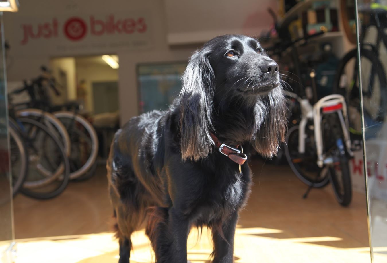 shop dog